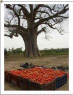 vers le marché de Mboro